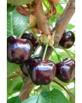 Черешня Бигарро Бурлат (чёрно-красная, ранняя) | Черешня Бігаро Бурлат (чорно-червона, рання) | Prunus avium Bigaro Burlat